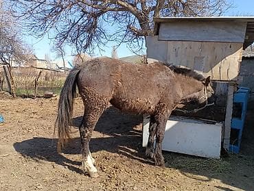 Продаю | Кобыла (самка) | Полукровка | Рабочий