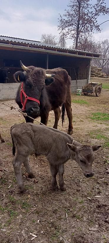 продать лошадь: Продаю | Тёлка | Для разведения | Привязанные — 9