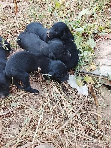 Продажа собак: Тайган, 1 месяц, Самец — 2