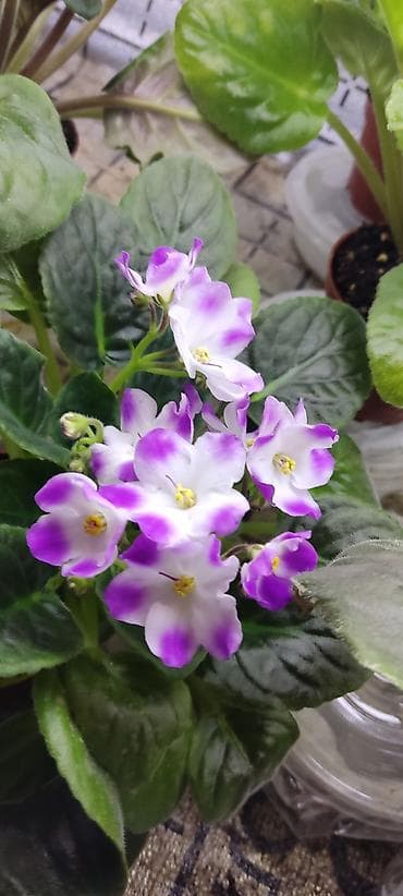 Сортовые фиалкидетки,листовые черенки