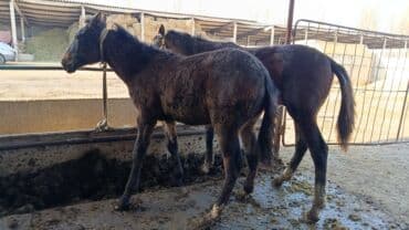 продажа щенков немецкой овчарки с документами в бишкеке: Продаю | Жеребец | Рабочий — 3