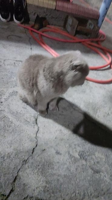 купить котёнка мейн кун: Шотландский вислоухий кот, окрас «голубой». - Плотная плюшевая — 2