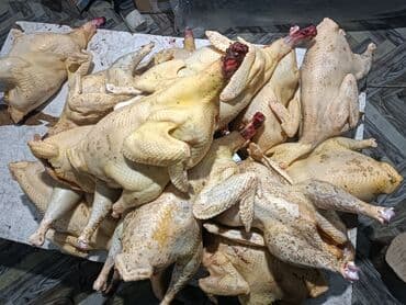 фелуцен для коров цена бишкек: Продам индюки мясной порода вес 7 8 кг — 2