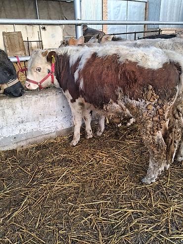 Аквариумдар: Сатам | Бука (эркек) | Аргын | Бордоп семиртүү үчүн | Жасалма уруктандырылган — 9