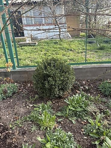мирт растение: Вечнозелёный куст самшита (Buxus) – шаровидной формы. - Плотная крона — 3