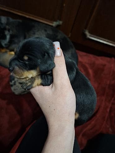 джек рассел терьер цена бишкек: Продаются щенки таксы рождены 14 января . Остался только черный — 2