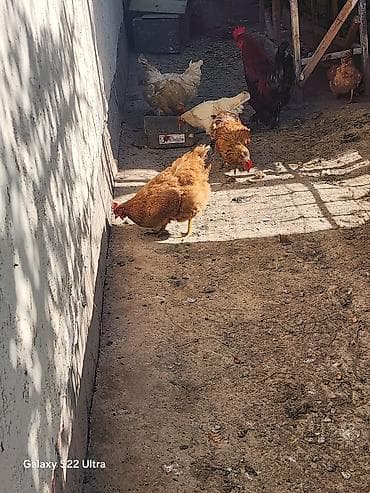 декоративный кур: Продаю | Куры | Домашняя | Несушки — 4