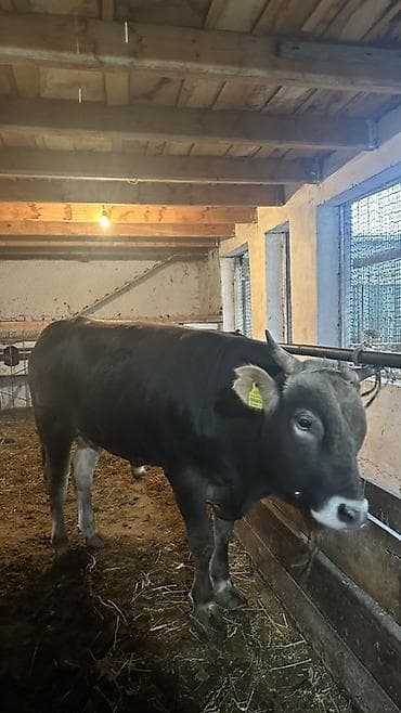Продаю | Бык (самец) | На откорм | Привязанные