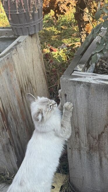 кошка на вязку: Два домашних котёнка — пушистый чёрный и светлый . - Порода — 2