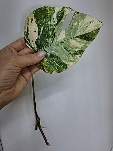 антуриум цветок цена: В продаже Промежуточные срезы Монстера Альба с корнями, уже можно — 7