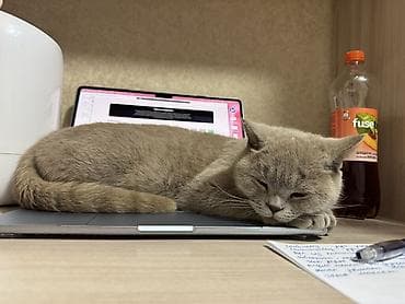 Отдам даром кошку: Кошка даром: Скотиш Страйт (Шотландская прямоухая), 2 года, Девочка, Приучена к лотку — 3
