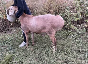 Продаю | Баран (самец) | Арашан | Для разведения | Осеменитель at lalafo.kg Продаю | Баран (самец) | Арашан | Для разведения | Осеменитель