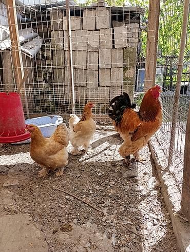 scottish fold: Продаю | Цыплята | Брама | На забой — 8