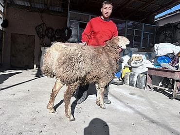 сечка пшеницы: Продаю | Овца (самка) | Полукровка, Арашан | На забой, Для разведения | Осеменитель — 1