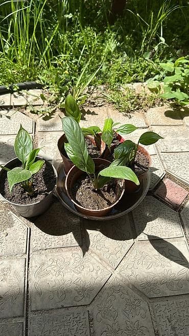спатифилум женское счастье: Спатифиллум (Spathiphyllum) — комнатные растения в горшках - — 2