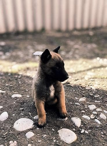 4 5мм: Бельгия овчаркасы, 2 айлык, Ургаачы, Эмделген — 4