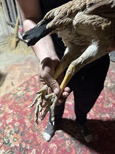 даканн: Продаю | Куры | Бойцовая | Для разведения — 5