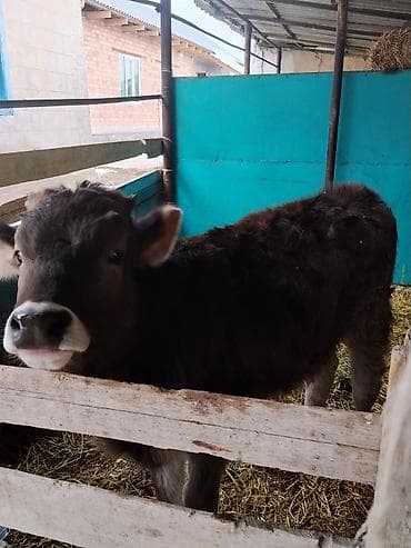 сментал торпок: Сатам | Музоо | Бордоп семиртүү үчүн — 2