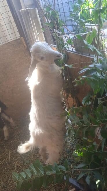 на ферме есть куры козлы и коровы: Продаю | Коза (самка), Козёл (самец), Козлёнок | Полукровка, Зааненская, Нубийская — 2