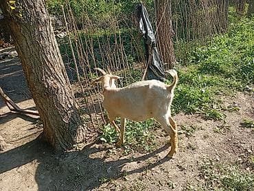 кошка сфинкс с шерстью: Продаю | Коза (самка) | Для разведения — 2