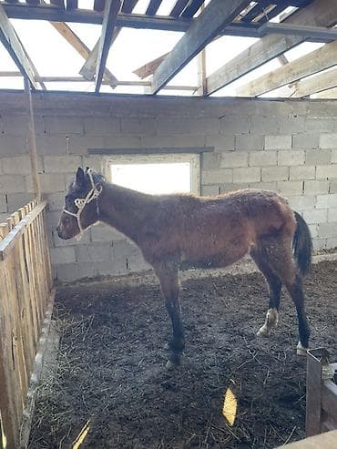 продам голубей: Продаю | Жеребенок | Для разведения — 1