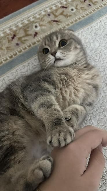 Животные: Шотландская вислоухая кошка (Scottish Fold), окрас серый тигровый — 1