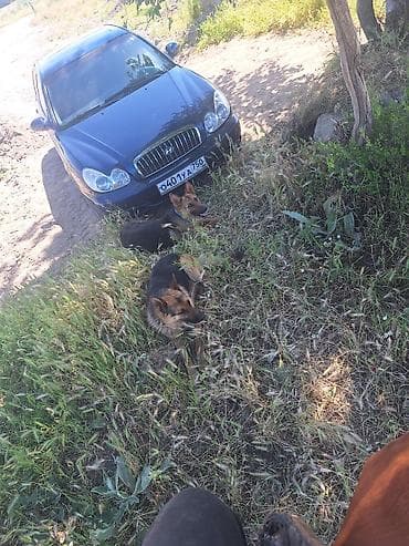 амстафф бишкек: Щенки немецкой овчарки апреля 3 родился - Щенки крепкие, 7000 и 6000 — 7