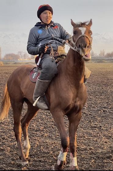 белый лошадь: Продаю | Конь (самец) | Дончак | Конный спорт | Осеменитель — 3