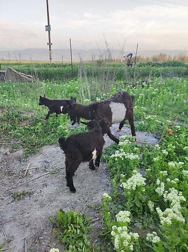 отдам в хорошие руки щенка ягдтерьера: Продаю | Коза (самка) | Полукровка | Для разведения — 3