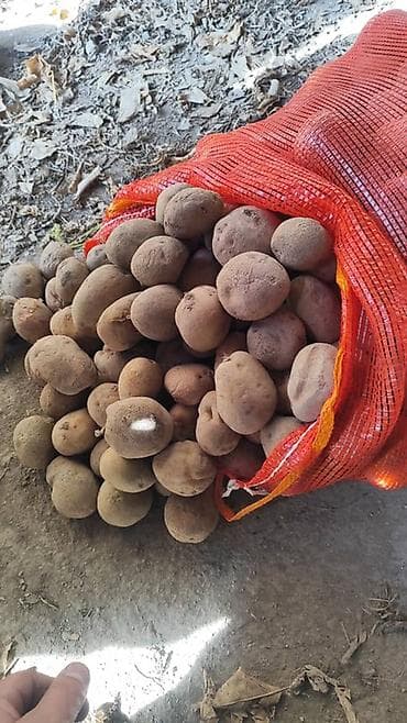 Соусы и специи: Картошка Пикассо, Оптом — 2