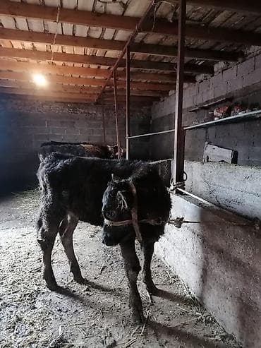 Услуги ветеринара: Продаю | Музоо, торпок | Полукровка | На откорм | Привязанные — 2