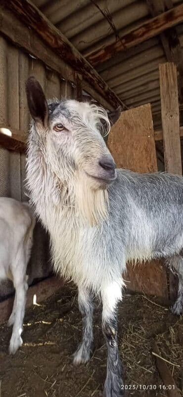 Продаю | Козёл (самец) | Зааненская | Для разведения | Осеменитель