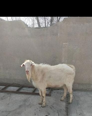 кой меранос: Продаю | Козёл (самец) | Зааненская | Для разведения | Осеменитель — 3