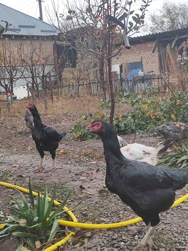 в связи с переездом отдам попугая жако в добрые руки: Продаю | Куры | Бойцовая | Для разведения — 3