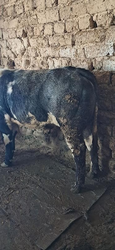 купить бычка: Продаю | Бык (самец) | На откорм | Привязанные — 2