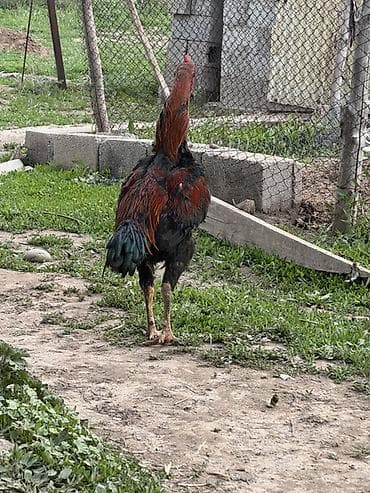 куры цыплята: Продаю | Петух | Бойцовая | Для разведения — 3