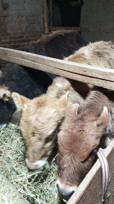 сементал быки: Продаю | Тёлка | На откорм — 8