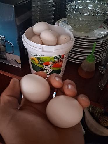 купить карагат: Серебристый сибрайттын жумурткалары сатылат — 1