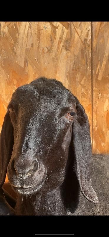 мастит: Продаю | Овца (самка) | Эдильбаевская, Арашан | Для разведения | Матка — 7