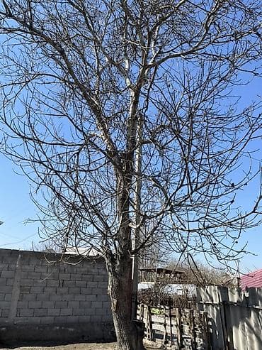 мандариновое дерево: Ореховое дерево (грецкий орех) крупного размера. - Примерная высота — 2