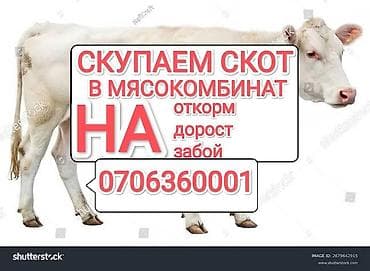 Үй жаныбарлары: Колбаса цехи : Уйлар, букалар, | Бордоп семиртүү үчүн — 3