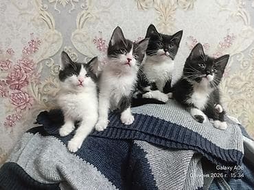 Отдам даром кошку: Отдам даром симпатичных котят. В любящие руки. Кушают всё . Приучены — 5