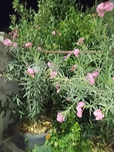 Олеандр розовый (Nerium oleander) — декоративный кустарник с обильным