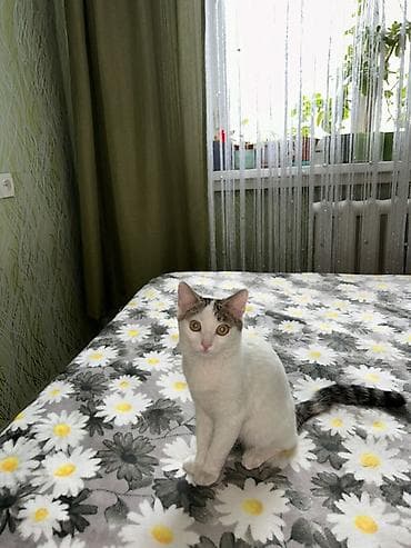 продаю охотничий собаку курцхар: Котёнок домашний, короткошёрстный. Окрас: преимущественно белый с — 4