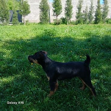 ротвейлер щенок цена: Ягдтерьер, 4 месяца, Самец — 4