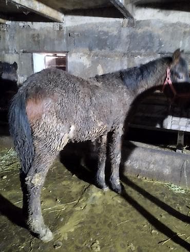 Продаю | Жеребенок | Для разведения | Племенные