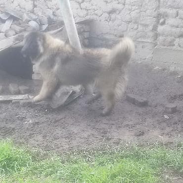 хаски маламут: Кавказская овчарка с документами - Порода: кавказская овчарка — 1