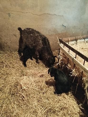 70 сом: 18000 соток — 7