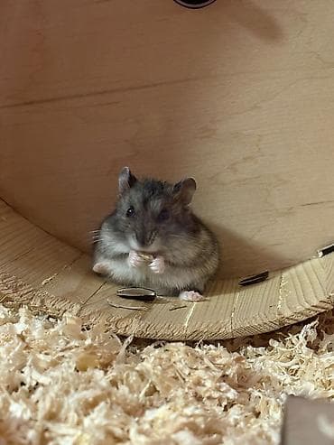 кролик декоративные: Хомяк карликовой породы (джунгарский тип окраса).(вместе с большой — 2