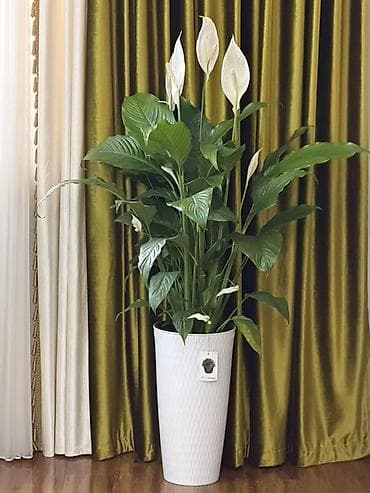 Үй жана бакча: Спатифиллум (Spathiphyllum) в высоком декоративном кашпо - Крупный — 2
